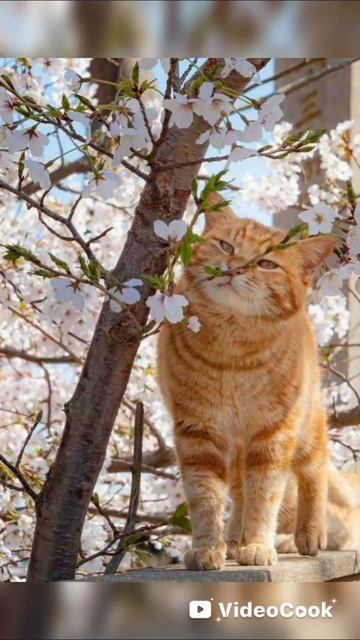 коты весной