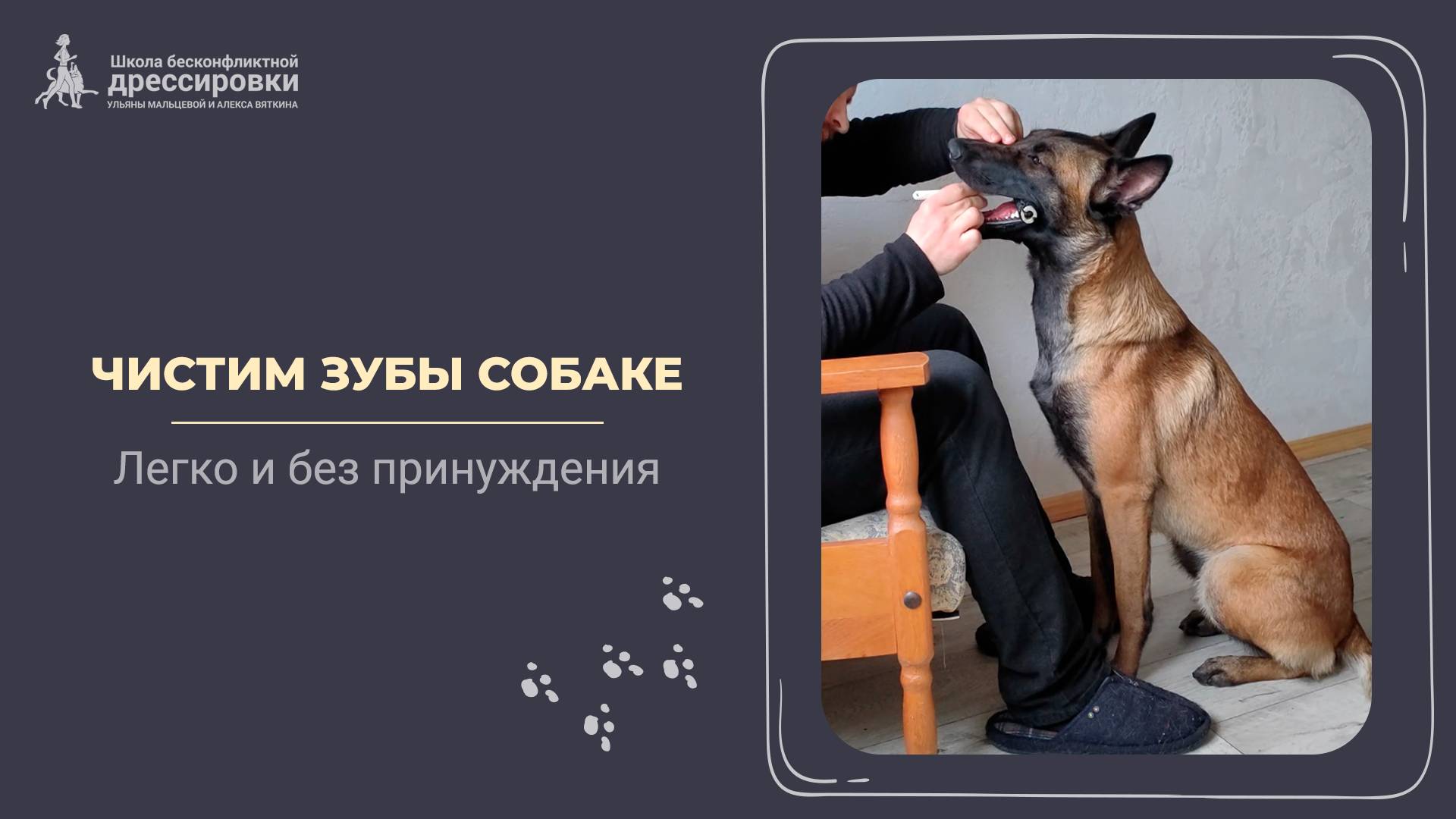 Чистить зубы собаке: легко и безопасно!