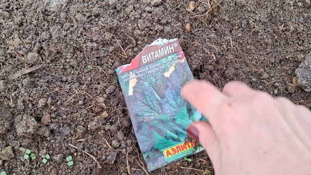 что в теплице на 13.04.2025..обработка теплицы