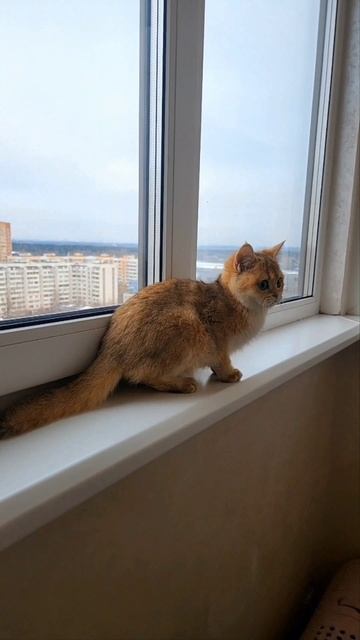 #купитьшотландскогокотенка#купитьшотландскоговислоухогокотенка#шотландская#fold#купитькошку#кот#cat