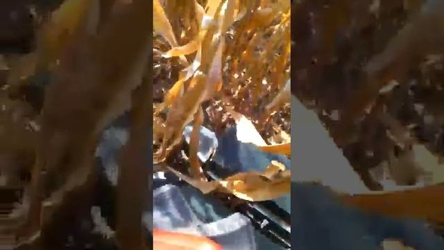 Уборка кукурузы