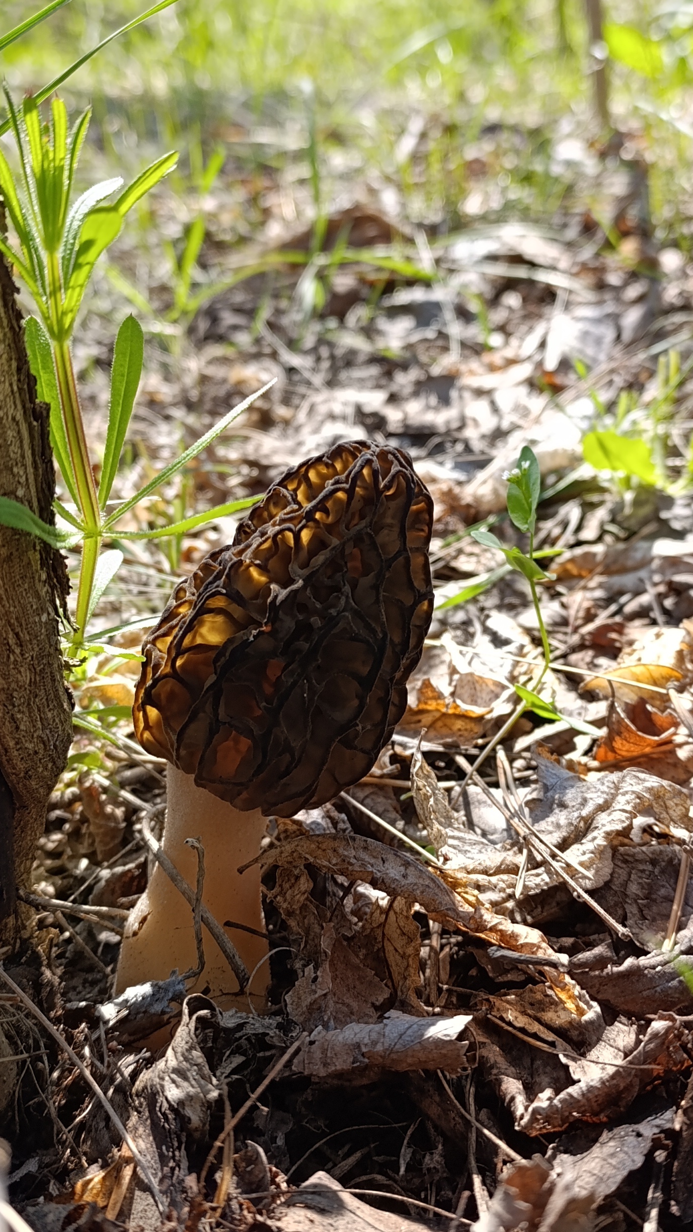 Гриб для нейронных связей в головном мозге!🧠