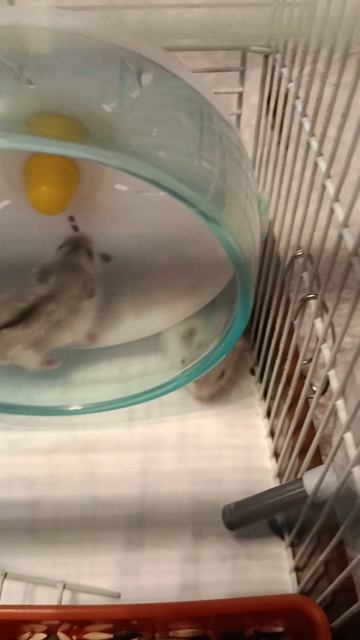 хомяки Буся и Дуся 🐹🐭
