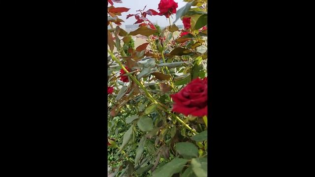 ОБЗОР НА  ДЕРЕВЕНСКИЙ  ДНЕВНИК  ОЧЕНЬ  МНОГОДЕТНОЙ  МАМЫ ОЛГИ  БЫКОВОЙ
