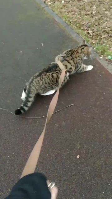 Первая прогулка нашего кота в Селятино!
