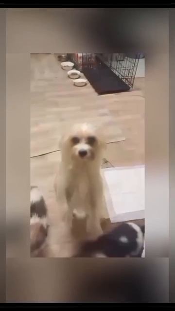 Чип нашел маму.