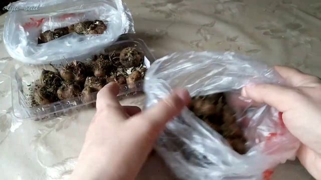 Лиатрисы. Растение для вертикального озеленения