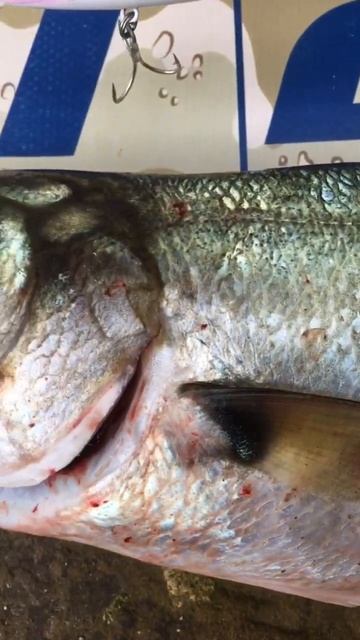 Lüfer the King #fishingshorts #bluefish #shorejigging #spinfishing
