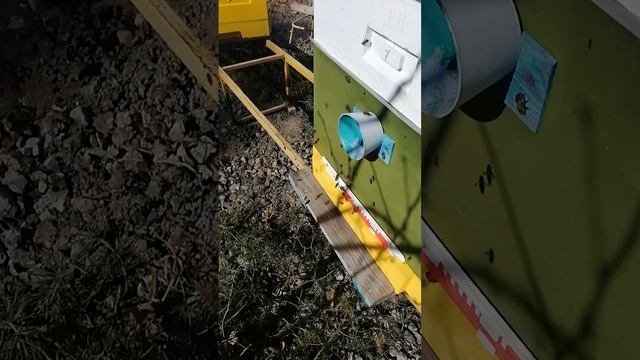 Пчела и 147 регион