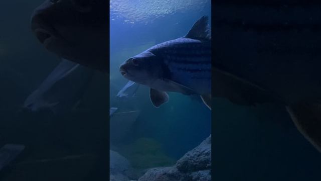 Аквариумные рыбы в океанариуме Тайланда