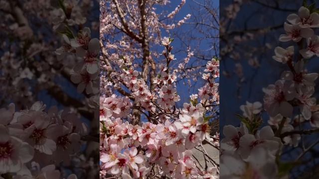 "Весеннее Пробуждение"- Очищающая, Гармонизирующая, Наполняющая, Потоковая авторская композиция
