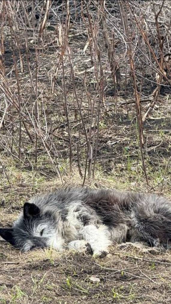 В Башкирии пёс уже три недели ждёт погибшего на пожаре хозяина