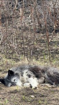 В Башкирии пёс уже три недели ждёт погибшего на пожаре хозяина