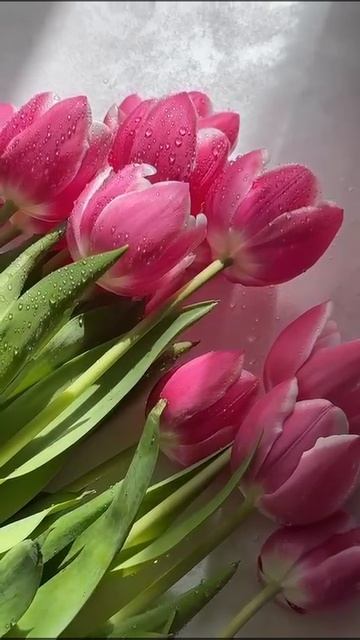 Букет цветов/Розовые тюльпаны 🌷