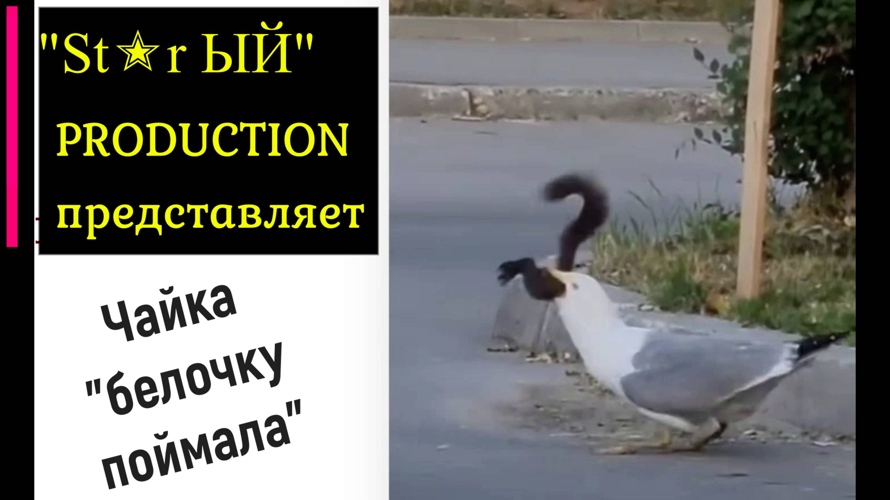 Чайка белочку поймала и проглотила её целиком