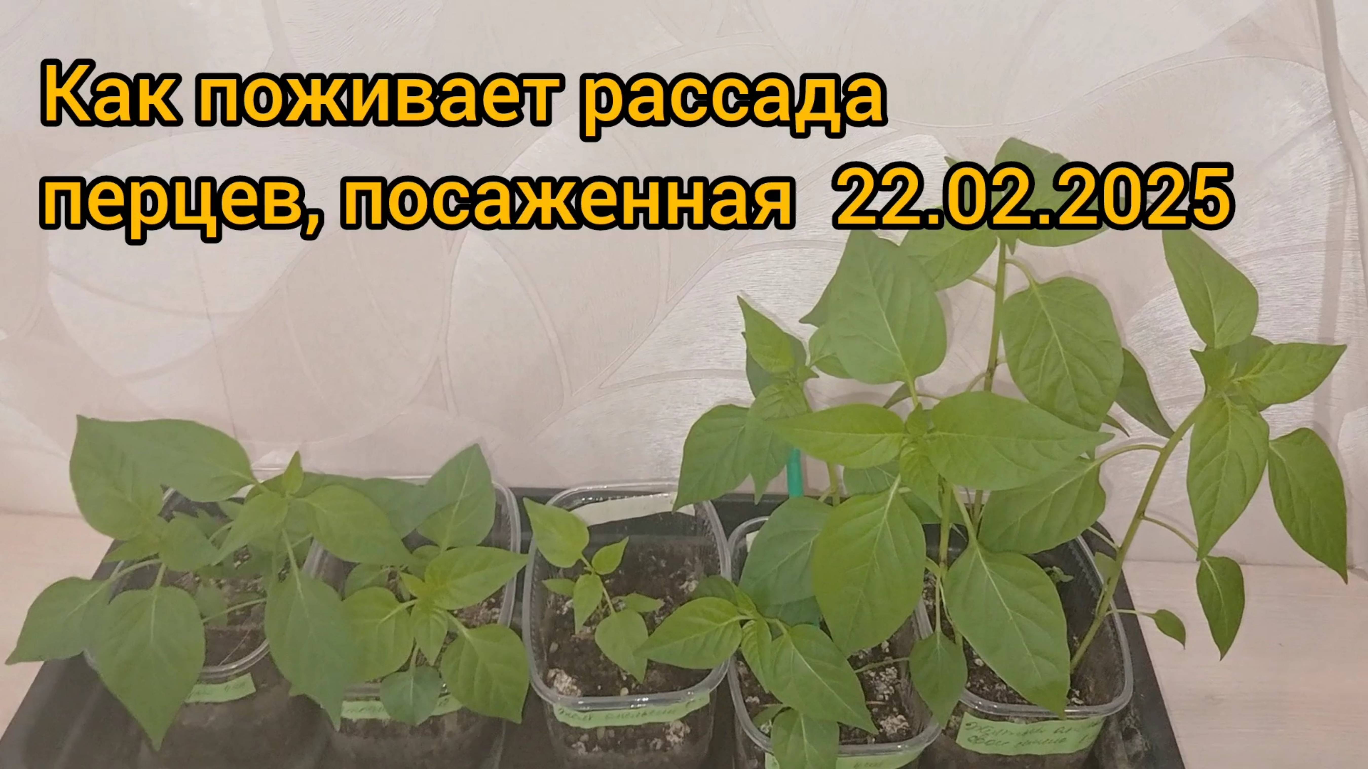 Первая ревизия рассады. Перцы