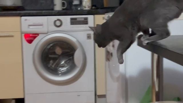 Мне принесли новую игрушку! Мячик-попрыгунчик, мягкий, пока еще не играл с ним, мяуу