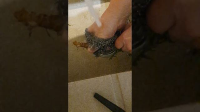 Кофе из одуванчиков.