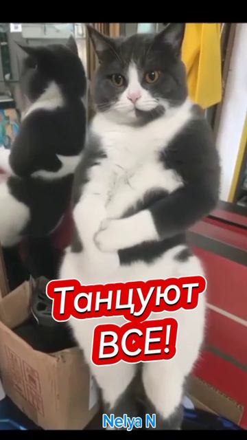 Доброе утро. Добрый вечер. ВидеоОткрытка на каждый день