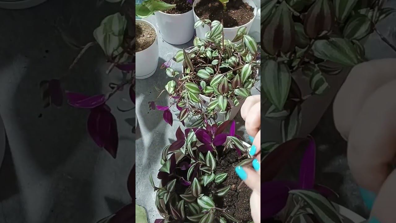 Порезала ✂️ всю свою традесканцию. Весеннее омоложение.