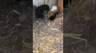 Домашние карликовые кролики