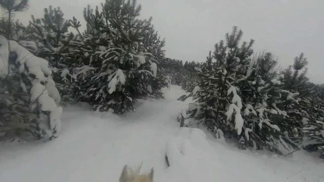 " Зимний вальс "
Зима, кони, … музыка