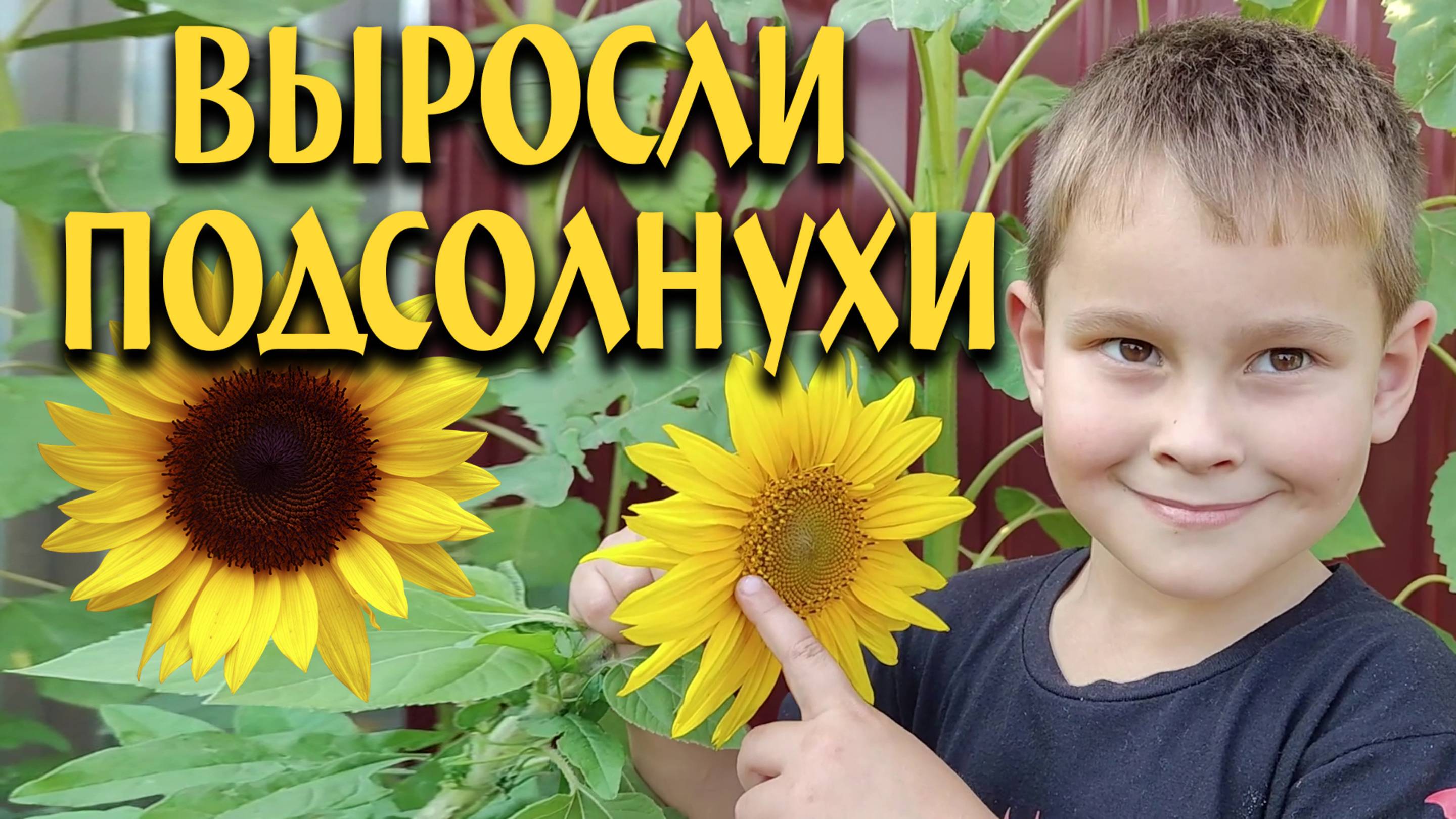 Подсолнухи
