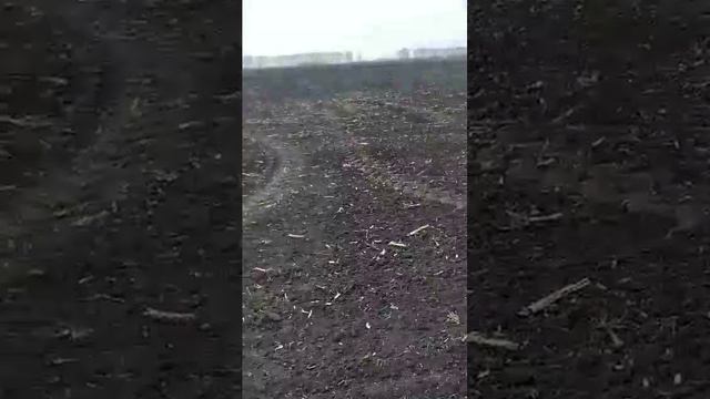 Сеим зерно.