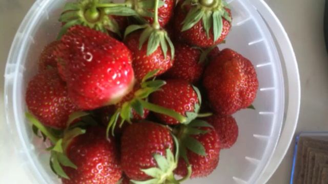 Большой и вкусный урожай (2)