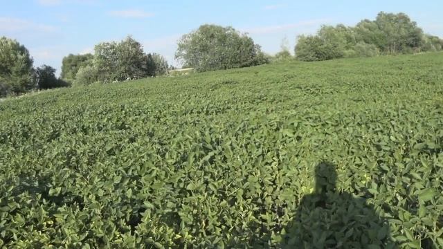 Стан сої на дослідах.