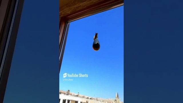 абсолютно нормальное видео