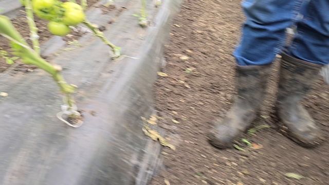 Томат Пинк Айди и Хакимару после сильных заморозков. Пытаемся реанимировать и поднакочать плоды.