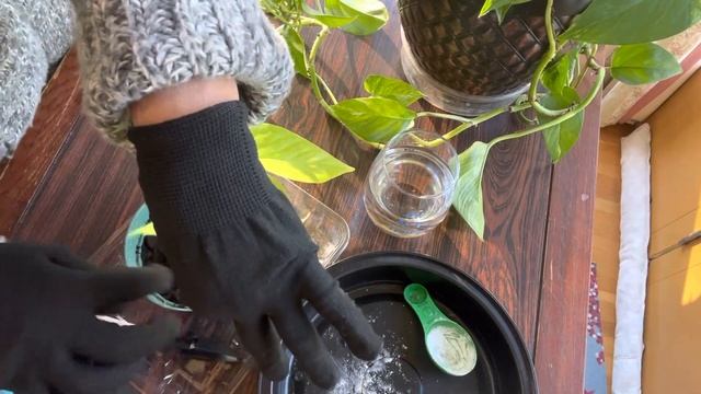 How to propagate the Neon Pothos and take care