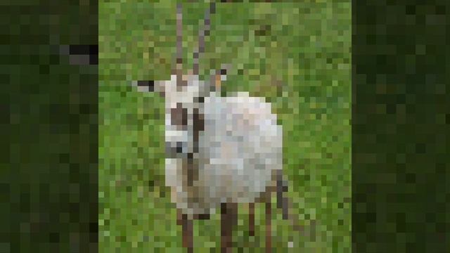 IMG_20250413_182454_576.mp4
