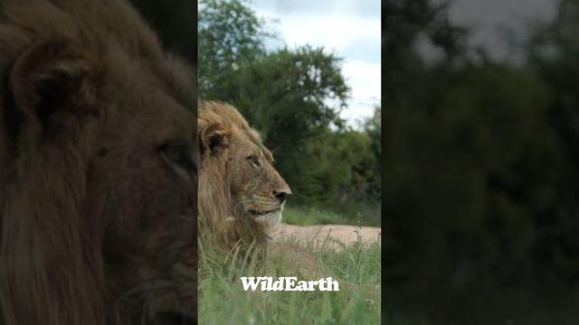 The Majestic Male Lion #wildearth