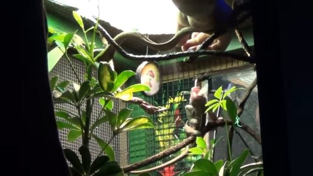 Squiggs eating out of Stan's hand