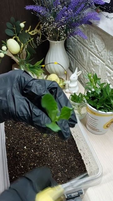 Черенкую Остеоспермум🌱
