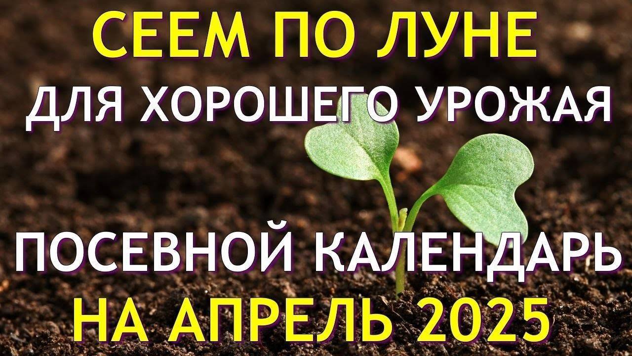 Когда сеять на рассаду в АПРЕЛЕ 2025. Точный лунный посевной календарь на апрель 2025 по дням.