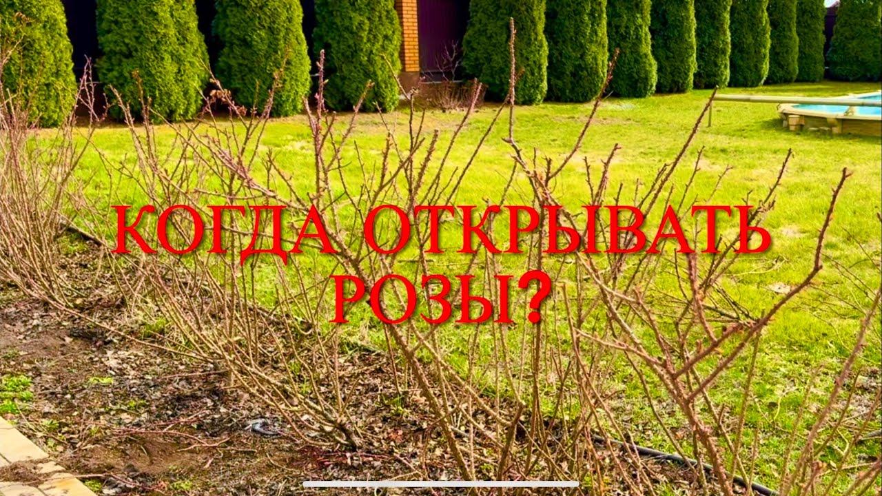 Розы. Когда открывать розы? Что будем делать в ближайшее время ? Обрезка Робусты.