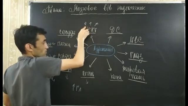 ЭНДОКРИННАЯ СИСТЕМА. МОЗГОГВОЕ ВЕЩЕСТВО НАДПОЧЕЧНИКОВ