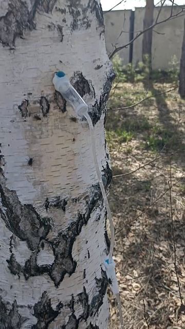 Берёзовый сок.