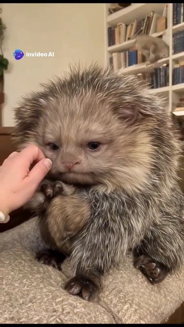 ежкин кот