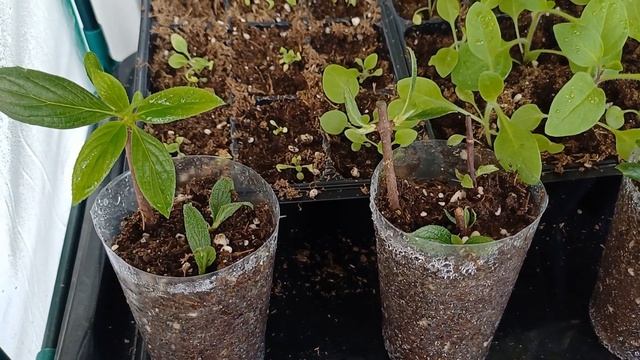Тепличка на балконе, выращиваю черенки гортензии, голубики и петунии