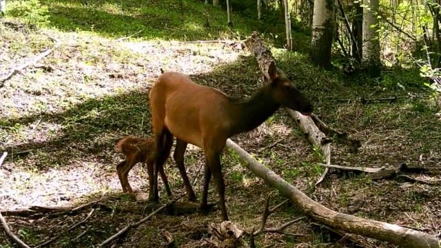 Бэмби и его мама