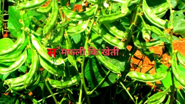 Sem ki high production kheti! सेम फली कि सम्पूर्ण जानकारी!dolichos farming//balod farming
