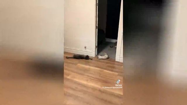 Best video of Tik Tok! 13.04.25 / 08