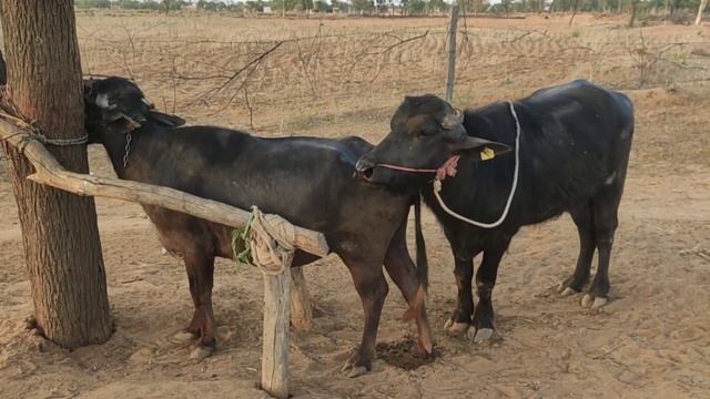 भैंस के साथ पाड़ा की पहली मुलाकात