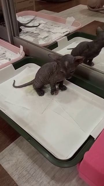 Умница кошечка)