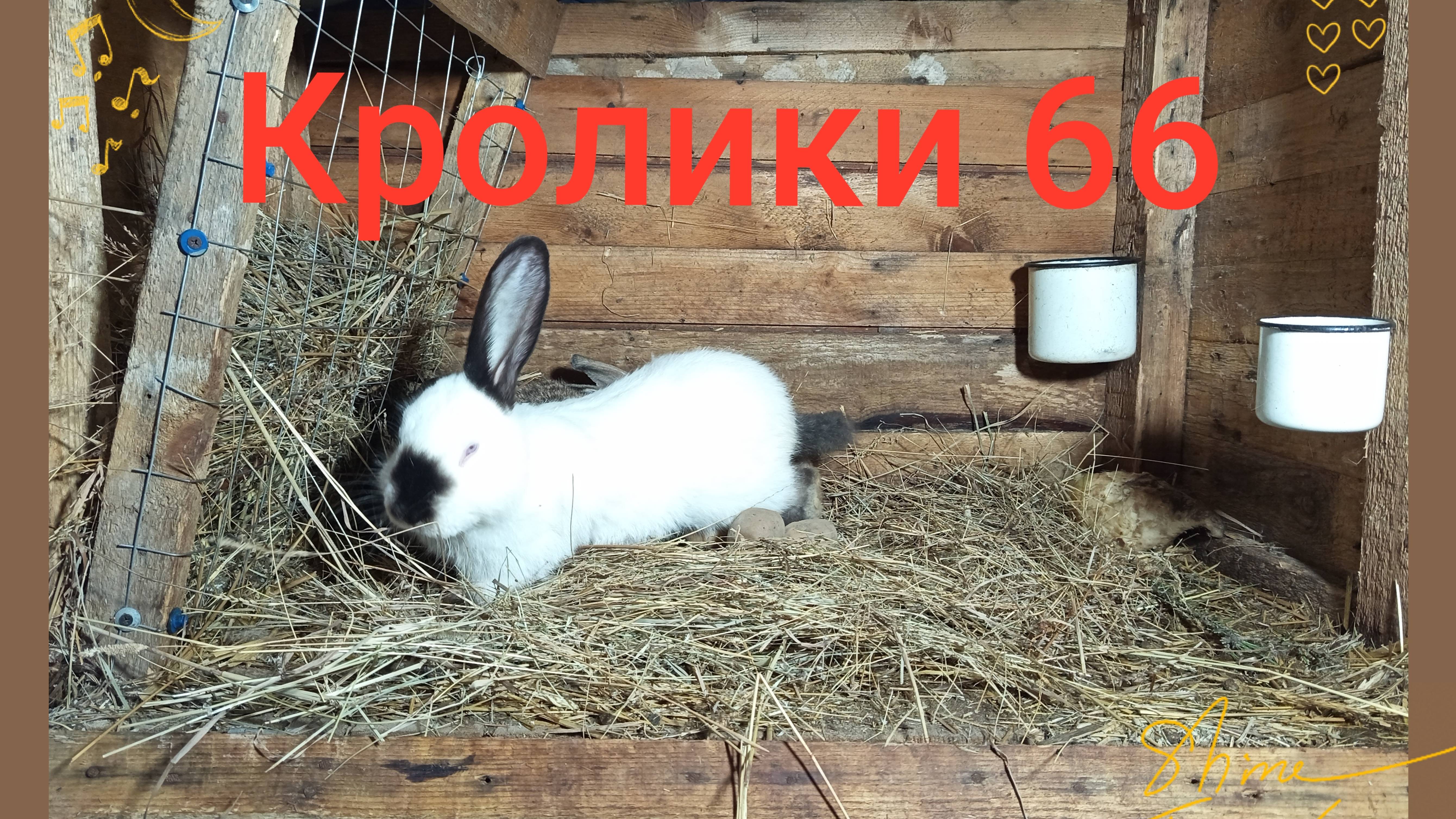 Кролики 66 ...