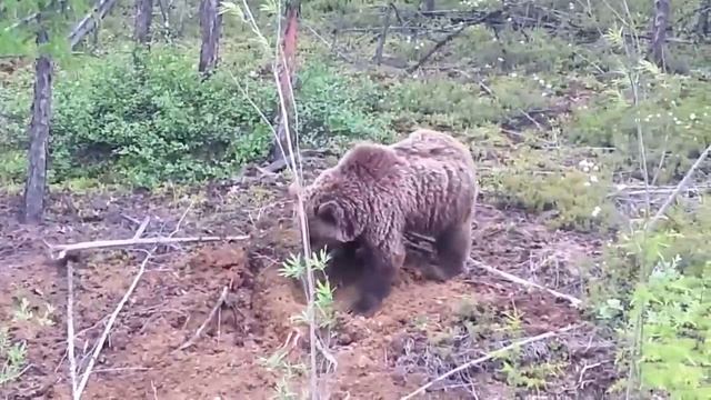 Медведь ловит бурундуков интересное видео .....